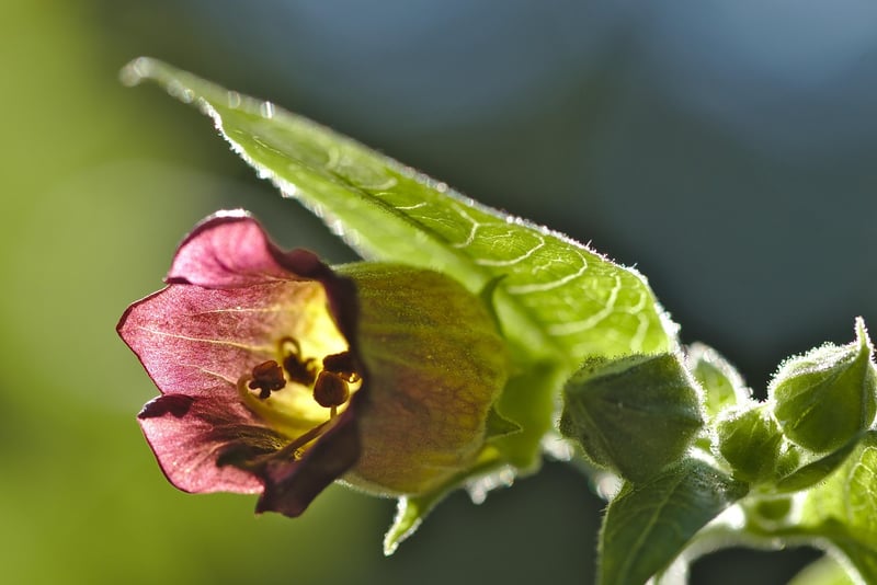 Belladonna Plant